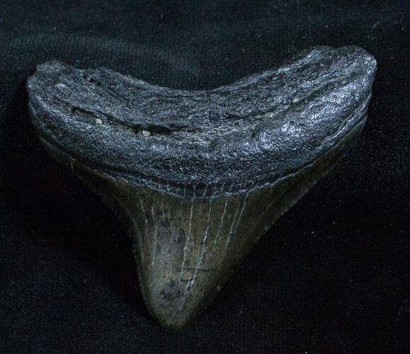 Inch Posterior Megalodon Tooth #3928